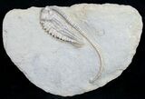 Very D Halysiocrinus Crinoid With Long Stem #9673-1